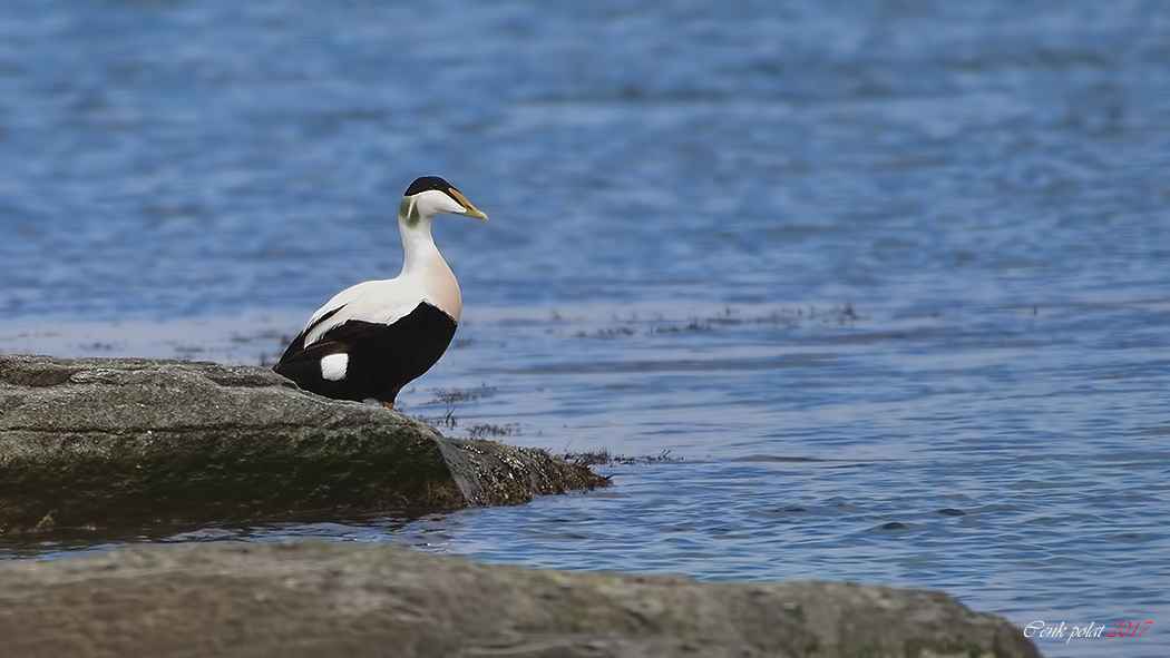 Common Eider
